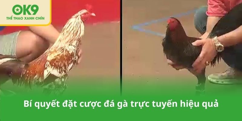 Bí quyết đặt cược đá gà trực tuyến hiệu quả