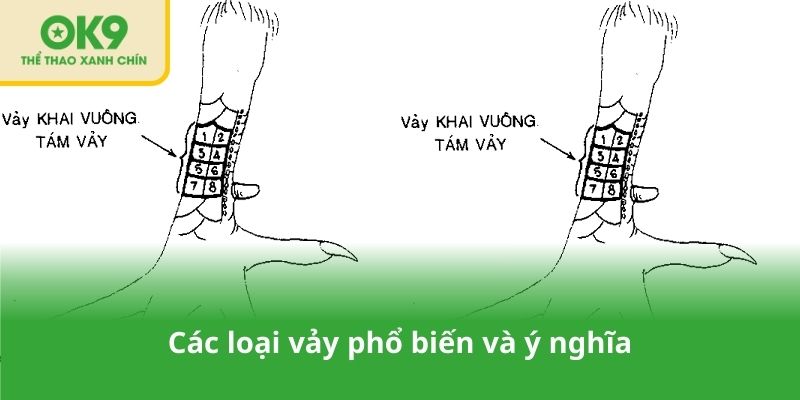 Các loại vảy phổ biến và ý nghĩa