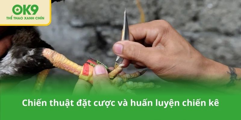 Chiến thuật đặt cược và huấn luyện chiến kê hiệu quả