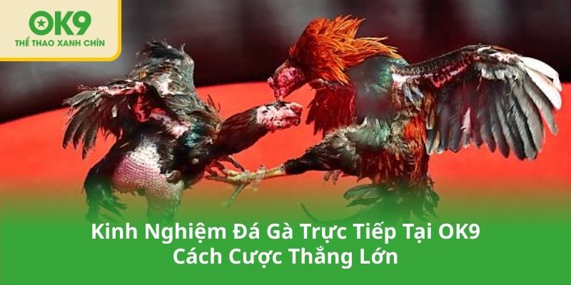 Kinh Nghiệm Đá Gà Trực Tiếp Tại OK9 – Cách Cược Thắng Lớn