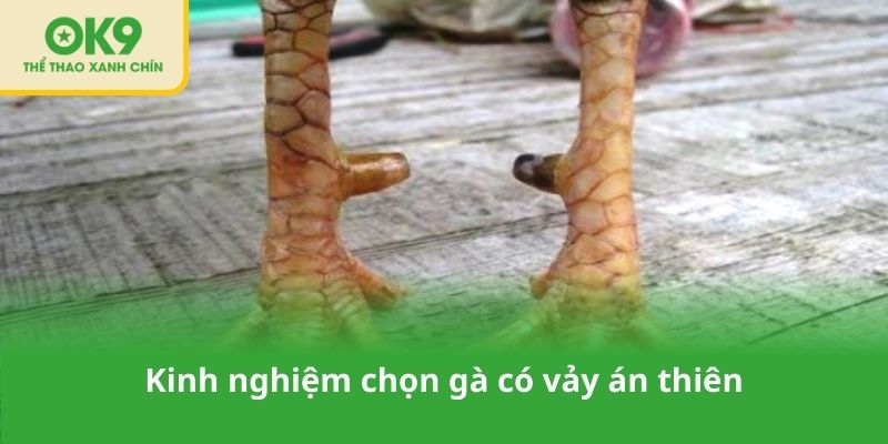 Kinh nghiệm chọn gà có vảy án thiên