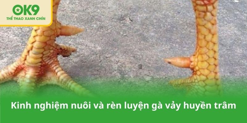 Kinh nghiệm nuôi và rèn luyện gà có vảy huyền trâm