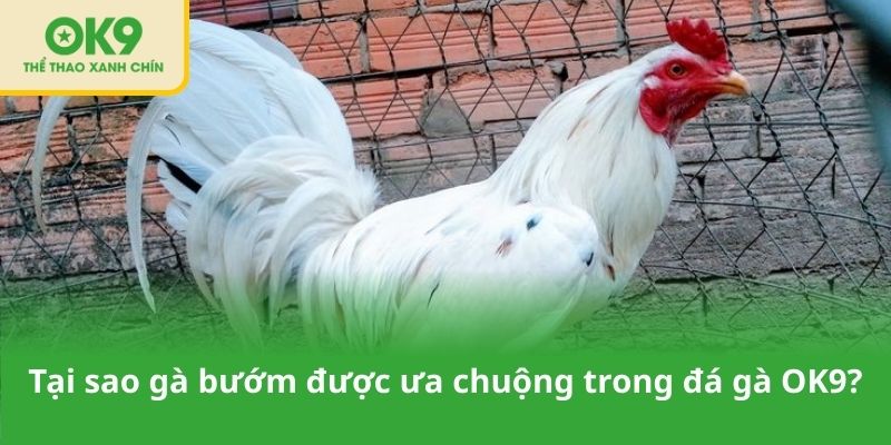 Tại sao gà bướm được ưa chuộng trong đá gà OK9