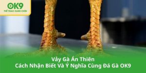Vảy Gà Án Thiên - Cách Nhận Biết Và Ý Nghĩa Cùng Đá Gà OK9