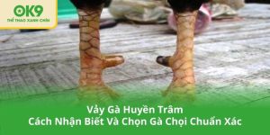 Vảy Gà Huyền Trâm - Cách Nhận Biết Và Chọn Gà Chọi Chuẩn Xác